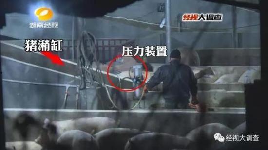 猪灌泥浆爆料视频播放网站,热门内容与观看指南